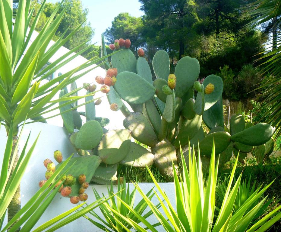 Skiathos Driades Koukounaries